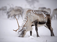 Российского оленевода обвинили в организации  митинга посреди тундры