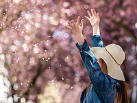 Вишневая весна добралась до Бонна. Фоторепортаж 
