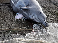 В районе пляжа Дор на берег выбросился четырехметровый кит