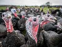 Из-за птичьего гриппа уничтожено поголовье индюшек в кибуце Маале Гильбоа