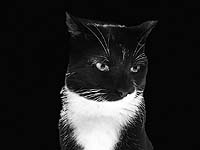 В Петербурге поймали сачком кота, упавшего в канал Грибоедова