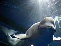 The Guardian: у побережья Норвегии обнаружен российский 