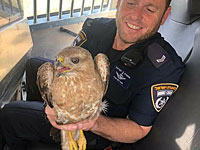 Израильские полицейские спасли раненого сарыча