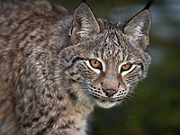 Из московской квартиры сбежала рысь