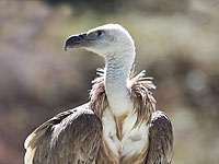 Белоголовый сип, обнаруженный умирающим на Голанах, идет на поправку