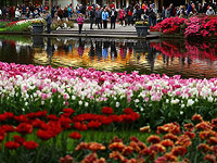 Цветочный рай: 800 сортов тюльпанов в Лиссе. Фоторепортаж
