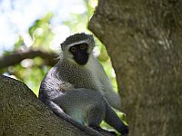 Обезьяна бежала из Ливана в Израиль