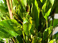 Серия арестов израильтян за границей. МИД предупреждает: кат запрещен во многих странах