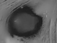 SOHR: ЦАХАЛ атаковал к югу от Дамаска позиции иранских военных и ливанской 