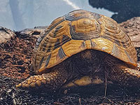 Около еврейского поселка в Иудее возник пожар