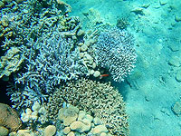 Красное море, Эйлат