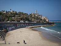 На побережье Тель-Авива выбросило тушу мертвого теленка