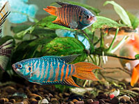 Ученые: рыбы могут испытывать любовные страдания