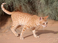 Во Франции обнаружена новая порода кошачьих – кошки-лисы