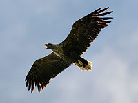 Орланы-белохвосты: гордые смотрители туманного Альбиона. Фоторепортаж