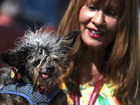 Собака по кличке Scamp the Tramp признана самой уродливой в мире. Фоторепортаж 
