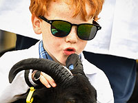 Рогатая элита Шотландии на королевской выставке. Фоторепортаж 
