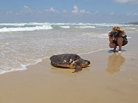 Управление природы обратилось к израильтянам: не мешайте морским черепахам размножаться