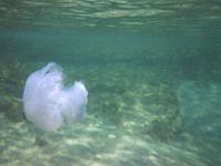 Около побережья Израиля заметно возросла концентрация медуз