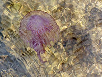 Медузы около побережья Израиля: 