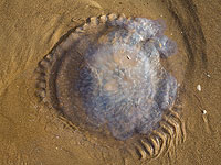 Rhopilema nomadica 
