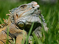 Игуаны заполонили Флориду: власти просят граждан истреблять рептилий
