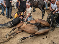 Укрощение строптивых: фестиваль