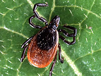 Конгресс США обязал Пентагон  отчитаться о клещах и другом био-оружии