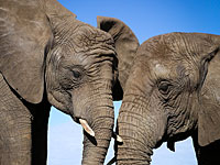 Жара растопила лед в отношениях двух слоних в 