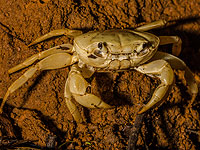 Индийский министр назвал крабов виновными в гибели людей в результате прорыва дамбы