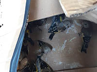 Сотрудники полиции провели операцию по спасению щеглов. ВИДЕО