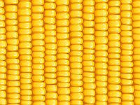 Названа возможная причина гибели цивилизации майя: кукуруза