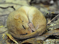 Лесной соня угодил в больницу для диких животных при