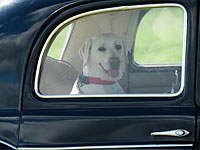 В Ашдоде пожарные вызволили из запертого автомобиля забытую в нем собаку