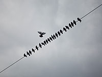 Птица на проводе стала 