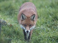 В работе аэропорта Пулково произошел сбой из-за лисы