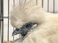 Матч чемпионата Нидерландов был прерван из-за курицы, выскочившей на поле