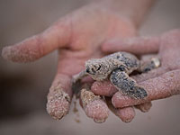 Новорожденная морская черепаха угодила в