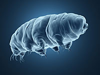 Израильский аппарат