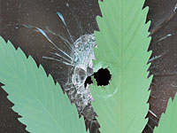 Бойня в Дейтоне: 