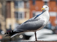 Чайки терроризируют Англию: