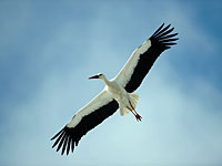 Первые признаки осени в небе над Израилем: началась миграция аистов