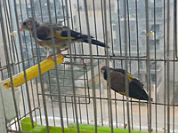 Полиция задержала жителя Хариша, державшего в клетке щеглов