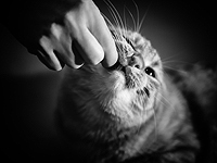 Арестован житель Нью-Мексико, который кормил кота амфетамином