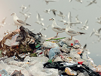 СМИ: свалка около аэропорта 