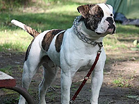 В Англии вынесен приговор паре, убившей свою собаку с 