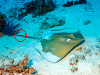 Две женщины были ранены во время купания в Хайфе, вероятно, морским котом