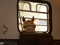 Американцам официально разрешили летать с лошадьми