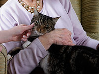 В штате Нью-Йорк пропавший котенок вернулся к хозяйке через 11 лет