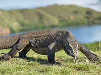 Индонезия закрывает доступ на остров с гигантскими рептилиями 